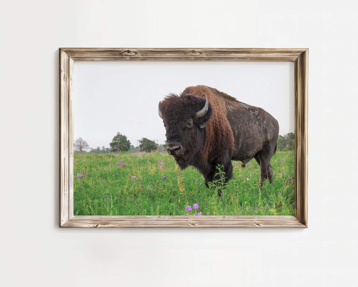 "Buffalo in Wildflowers" Photo Print