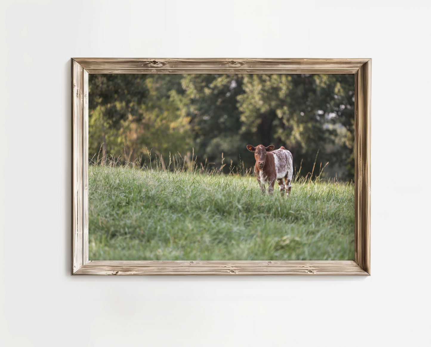 "Calf in Knee High Grass" Photo Print