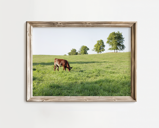 "Lonesome Grazing" Photo Print